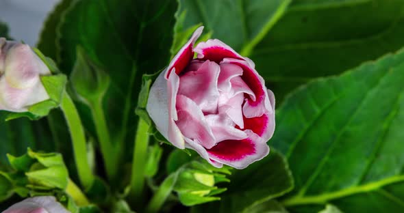 Detailed macro time lapse of a blooming red white rose flower