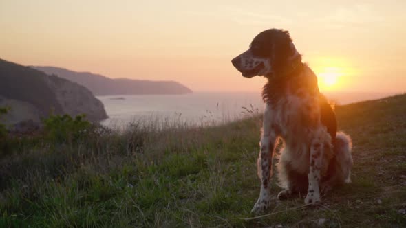 British Setter Dog  Sitting on Grass and Looking at the Sea