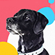 Pet Products Promo - VideoHive Item for Sale