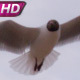 Seagull Over The Coastline - VideoHive Item for Sale