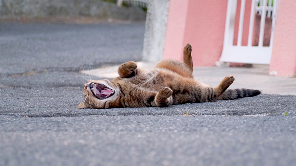 Cat Yawning and Lying on the Street alt