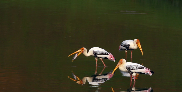 Stork with Fish II alt
