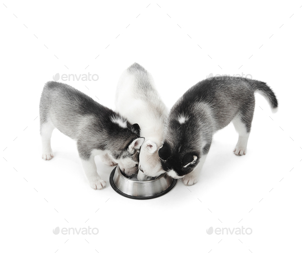 dog eating plate