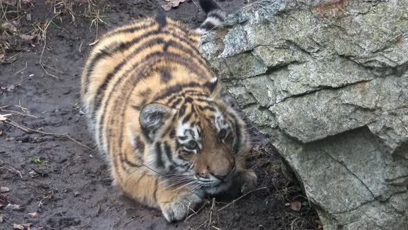 Siberian tiger, Panthera tigris altaica.Two tiger cubs