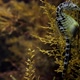 Seahorse Abdominalis Give Birth Released - VideoHive Item for Sale