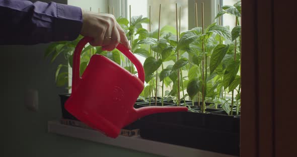 Faceless Man Woman Watering Pepper Seedlings Growing in Pots on Windowsill at Home Slow Motion