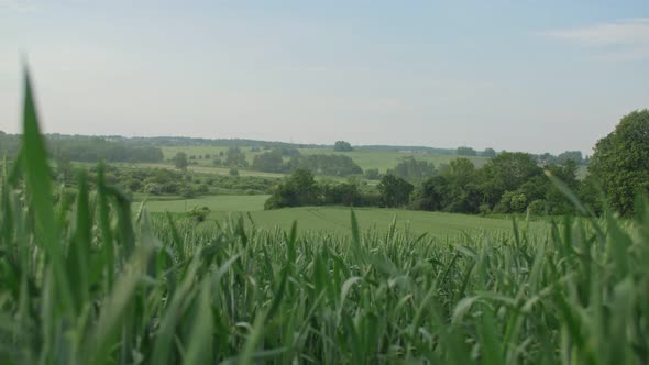 Spring Green Wheat Field alt