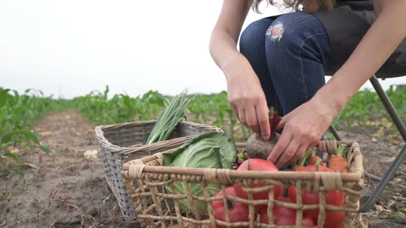 Farmer Puts Freshly Harvested Organic Vegetables in a Box