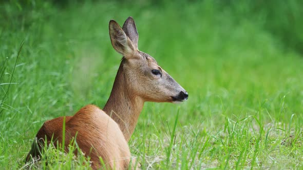 Roe deer in forest, Capreolus capreolus. Wild roe deer in nature.