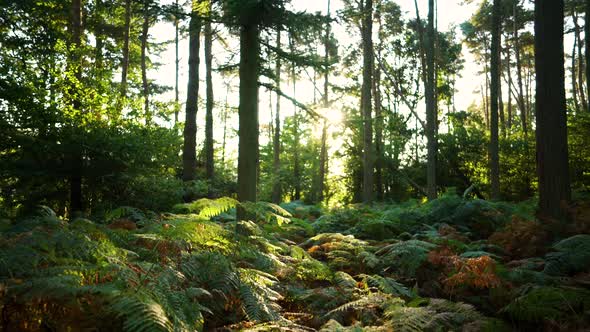 Moving across a forest floor at sunrise with brachen