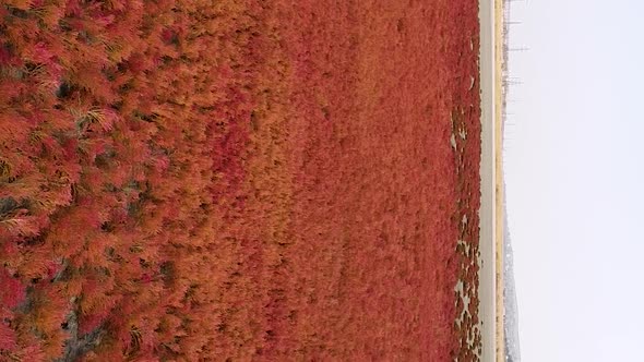 Vertical orientation video: Red grass. Red seaweed at the bottom of a dried-up lake