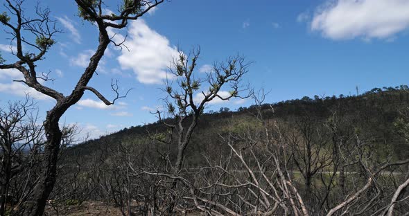Burned forest, Massif des Maures, Provence, France alt