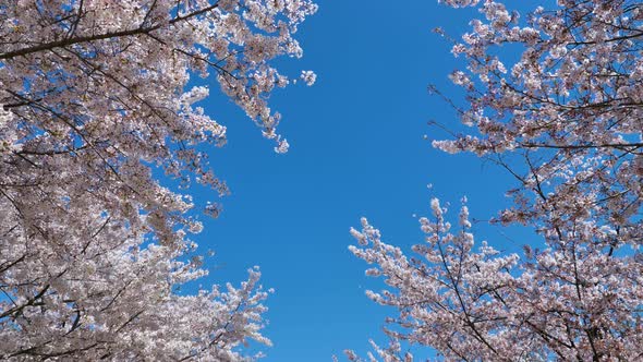 Cherry blossom in spring, with blue Sky background