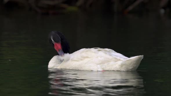 A delicate black-necked swan grooming its white feathers with its beak while floating peacefully on alt