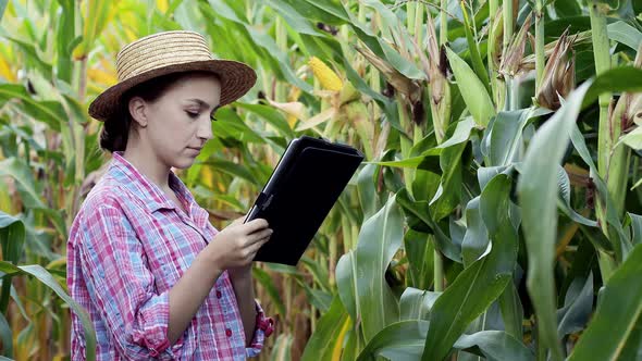Female technologist agronomist on a tablet computer analyzes the yield of corn. alt