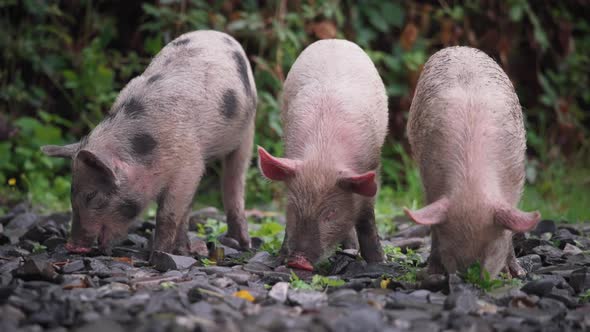 Three piglets eating in the woods alt