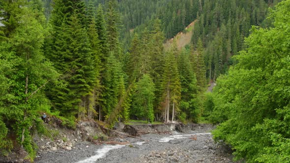 Fir Tree Forests In Caucasus alt