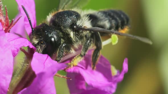 Bee Collects Nectar On Flower alt