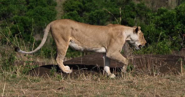 African Lion, panthera leo, Mother and Cub, Masai Mara Park in Kenya, Real Time 4K alt