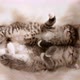 Grey Striped Kittens Wakes Up and Stretches - VideoHive Item for Sale