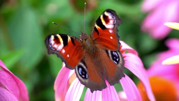 European Peacock Butterfly Feeds on Nectar of a Echinacea Purpurea