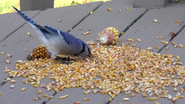  Blue Jay Swallows Dry Sweet Corn