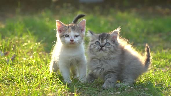 Cute Persian Kittens Walking In The Park Under Sunligh alt