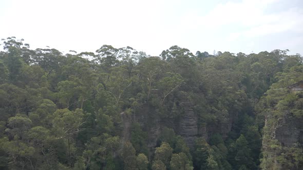 View of Rainforest alt