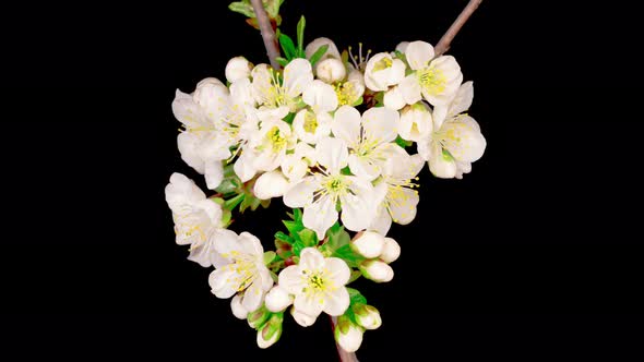 White Flowers Blossoms on the Branches Cherry Tree alt