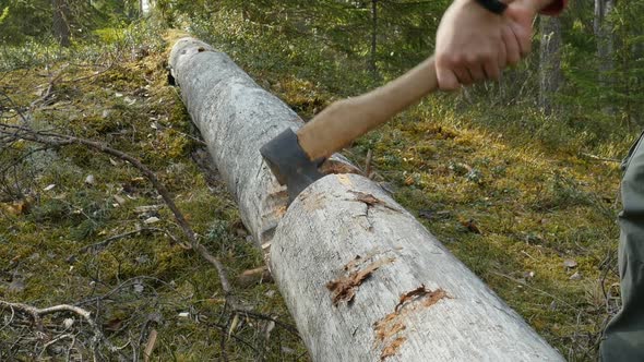 Lumberjack Chopping Wood In The Forest. Woodcutter Cuts The Tree With An Axe. 