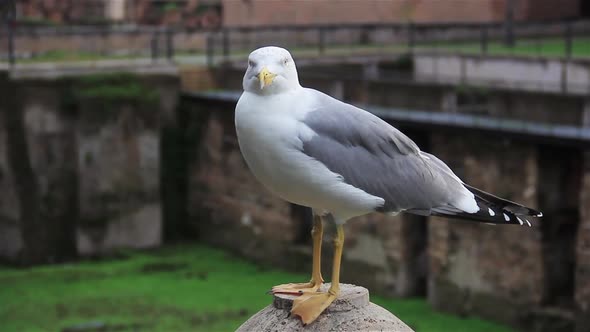 Seagull at the Roman Forum, in Rome, Italy. alt