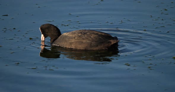 Eurasian coot, Fulica atra,  Occitanie, France alt