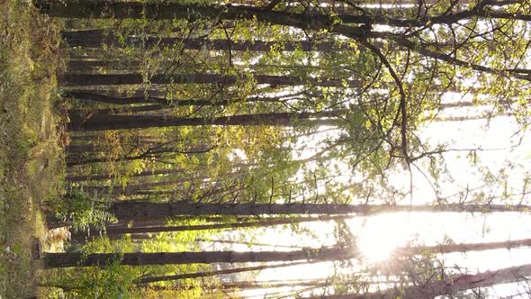 Vertical Video of the Forest on an Autumn Day Slow Motion alt