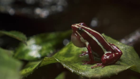 Anthony's poison arrow frog with vocal sac