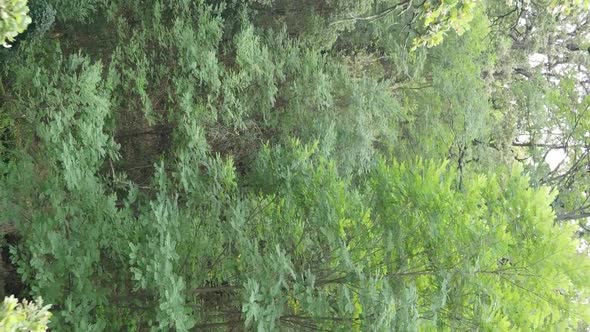 Aerial View of Green Forest in Summer alt