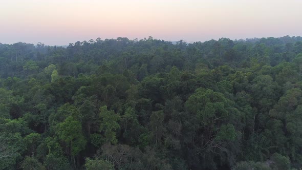 Over Jungle In Golden Hours alt