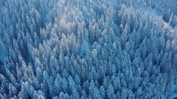 Aerial View Of Dense Coniferous Forest In Snow alt