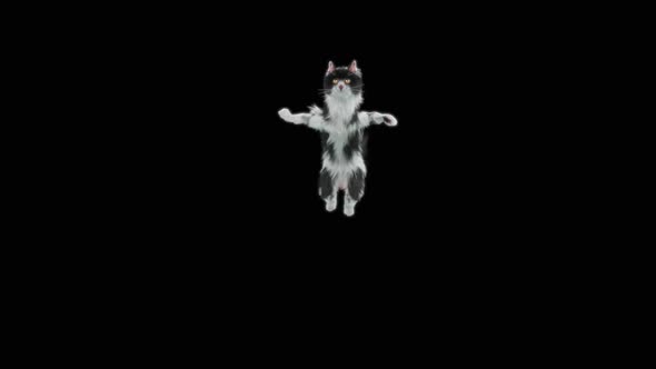 Cat Jumping HD alt