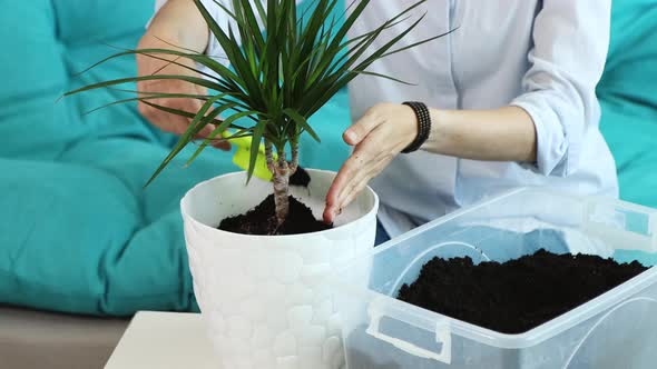 Young Woman Transplants Domestic Flower Into New Pot at Home alt