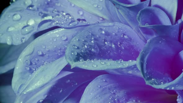 Beautiful Blue Chrysanthemum on Slow Rotation alt