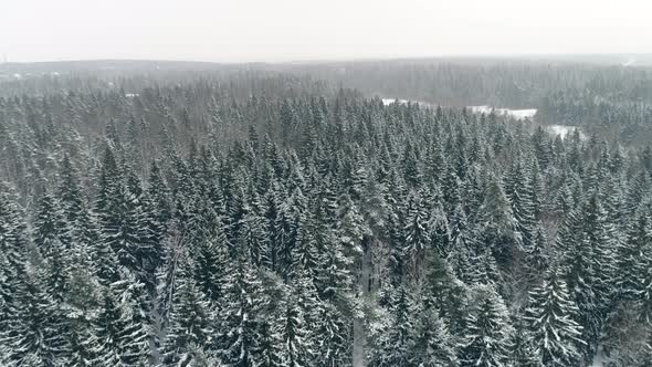Winter Forest Aerial 3