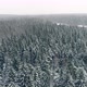 Winter Forest Aerial 3 - VideoHive Item for Sale