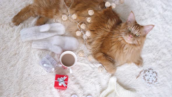 Maine Coon Cat on a White Fluffy Blanket Lies in the Christmas Decorations Looks at Camera