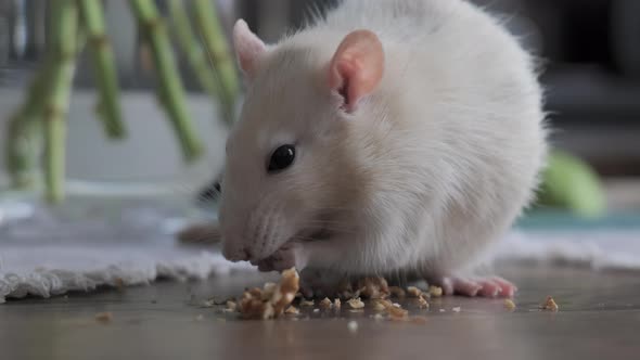 Cute Domestic White Rat Eats Nuts alt