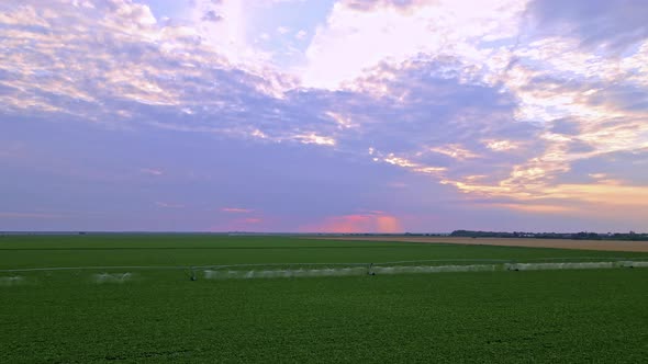 Sugar Beet Field With Irrigation System For Water Supply In Sunset