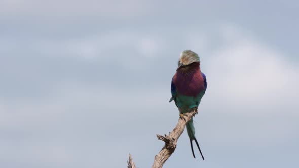 Colorful beautiful bird, Lilac Breasted Roller sits on blue sky branch alt
