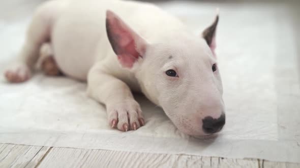 a Mini Bull Terrier Puppy Lies on a Disposable Diaper alt