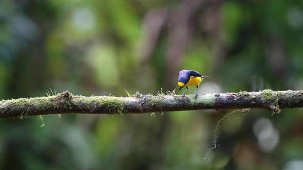 Baltimore Oriole (icterus galbula), Costa Rica Tropical Bird, Wildlife and Rainforest Birdlife, Bird alt