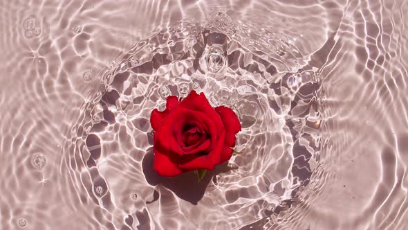 Slow Motion of Falling Red Rose on Water Surface and Diverging Circles of Water on Pink Background alt