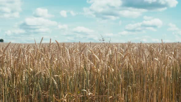 Gold Wheat field under blue sky